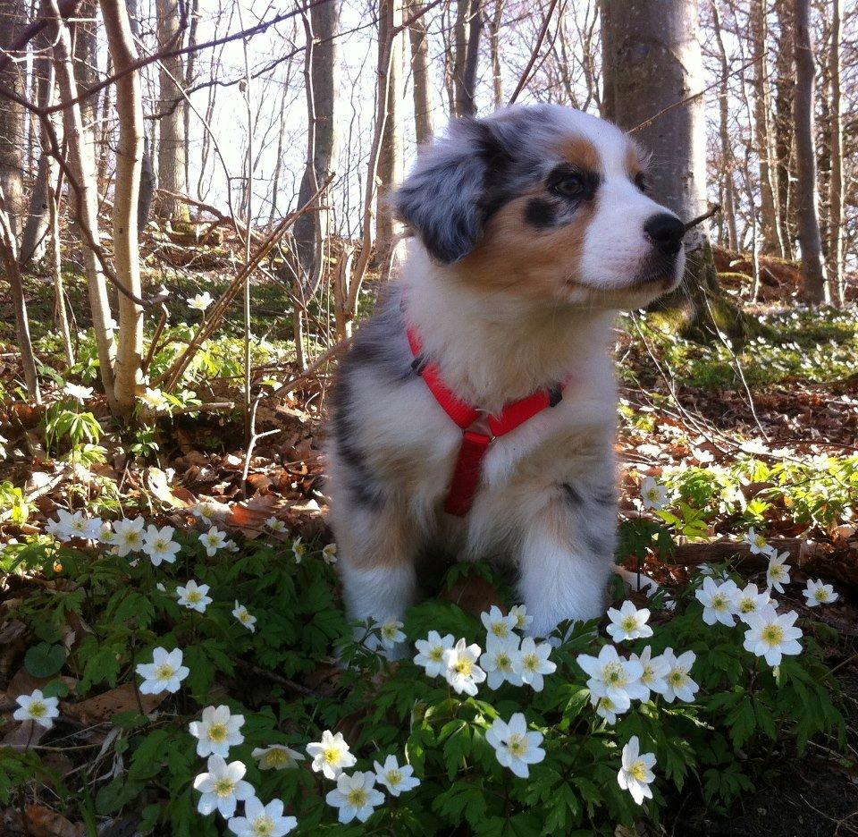 Australian shepherd Touch Of An Angel (Winterfell) - Winterfell i anemonerne d. 4/5 2013 billede 17