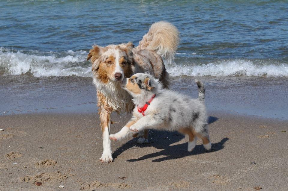 Australian shepherd Touch Of An Angel (Winterfell) - Winterfell med sin mor, dagen før vi hentede hende. 30/4 - 2013 billede 11