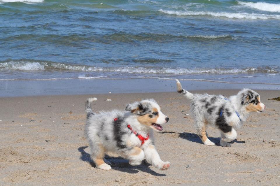 Australian shepherd Touch Of An Angel (Winterfell) - Winterfell og Brormand ved stranden.
30/4 - 2013 billede 12