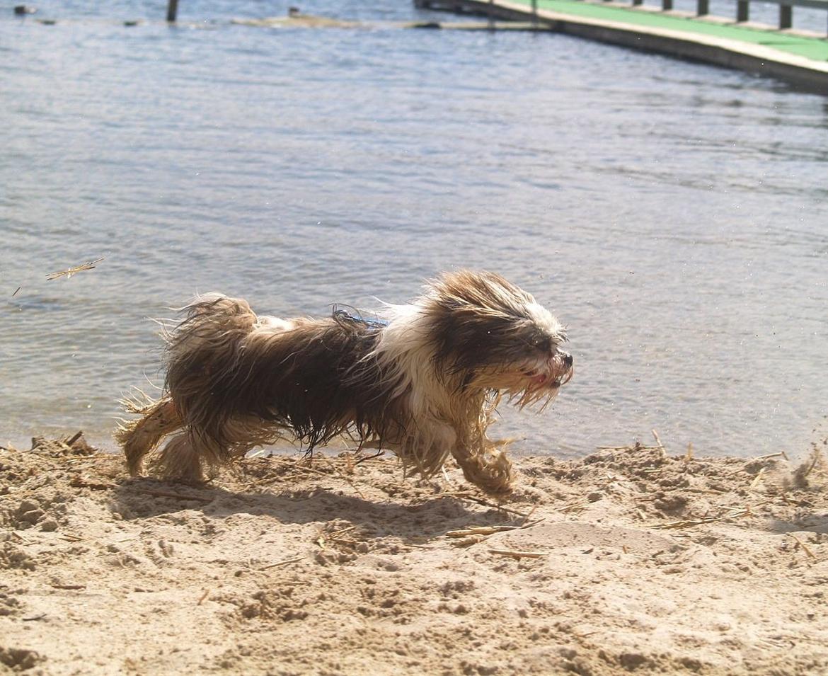Lhasa apso Tucker billede 16
