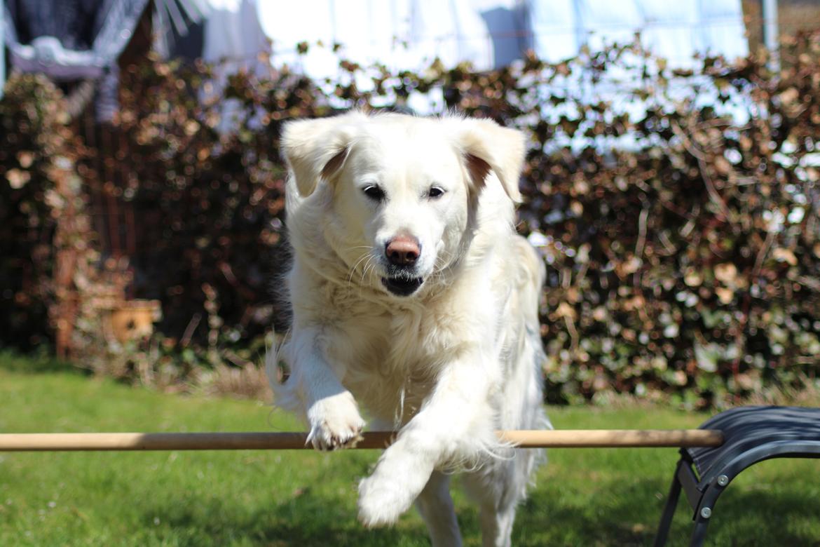 Golden retriever Golden Dixie's Pearl Heart (Mille) - Mille der springer :-) billede 1