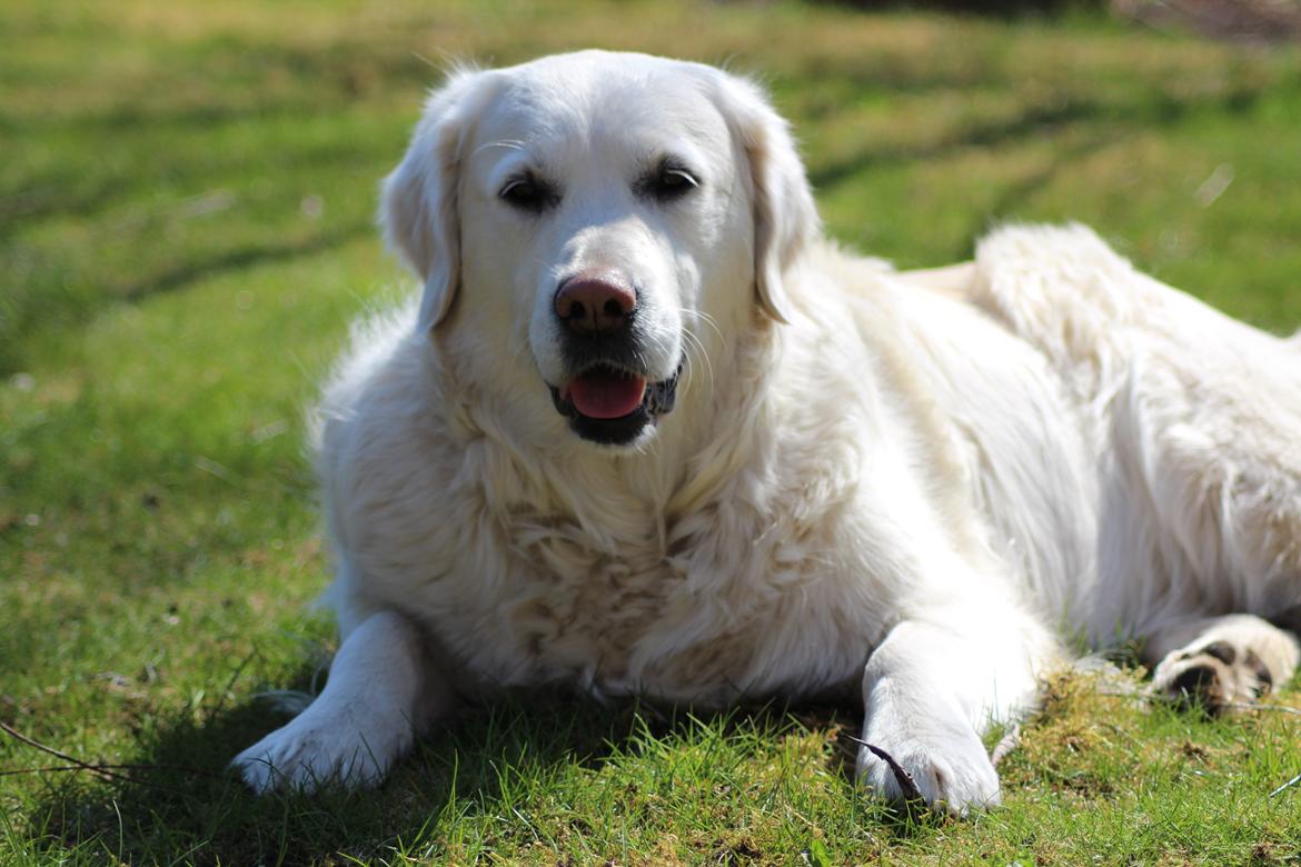 Golden retriever Golden Dixie's Pearl Heart (Mille) - Afslapning efter vi har sprunget i haven :-) billede 2