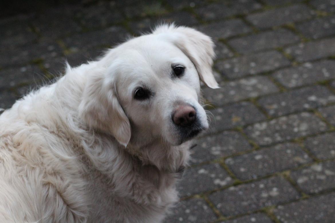 Golden retriever Golden Dixie's Pearl Heart (Mille) - Mille på terrassen.  billede 3