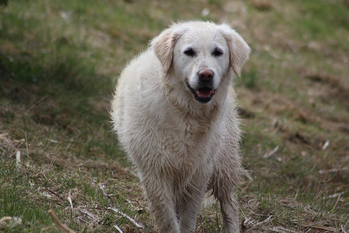 Golden retriever Golden Dixie's Pearl Heart (Mille) - Når grisen er kommet op fra en beskidt sø. billede 4