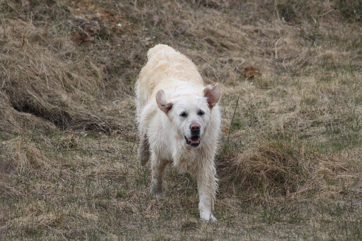 Golden retriever Golden Dixie's Pearl Heart (Mille) - Sådan tørrer man efter et beskidt bad i søen ;-) billede 5