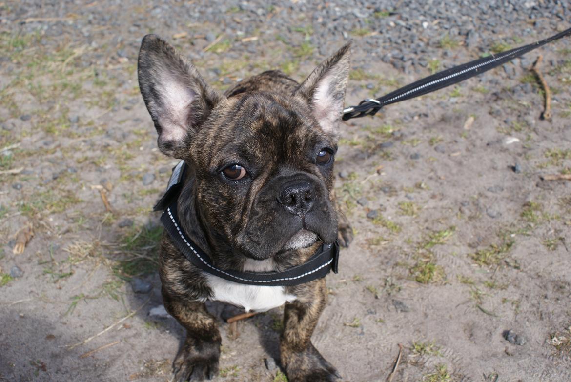Fransk bulldog Felix - Himmelhund. billede 9