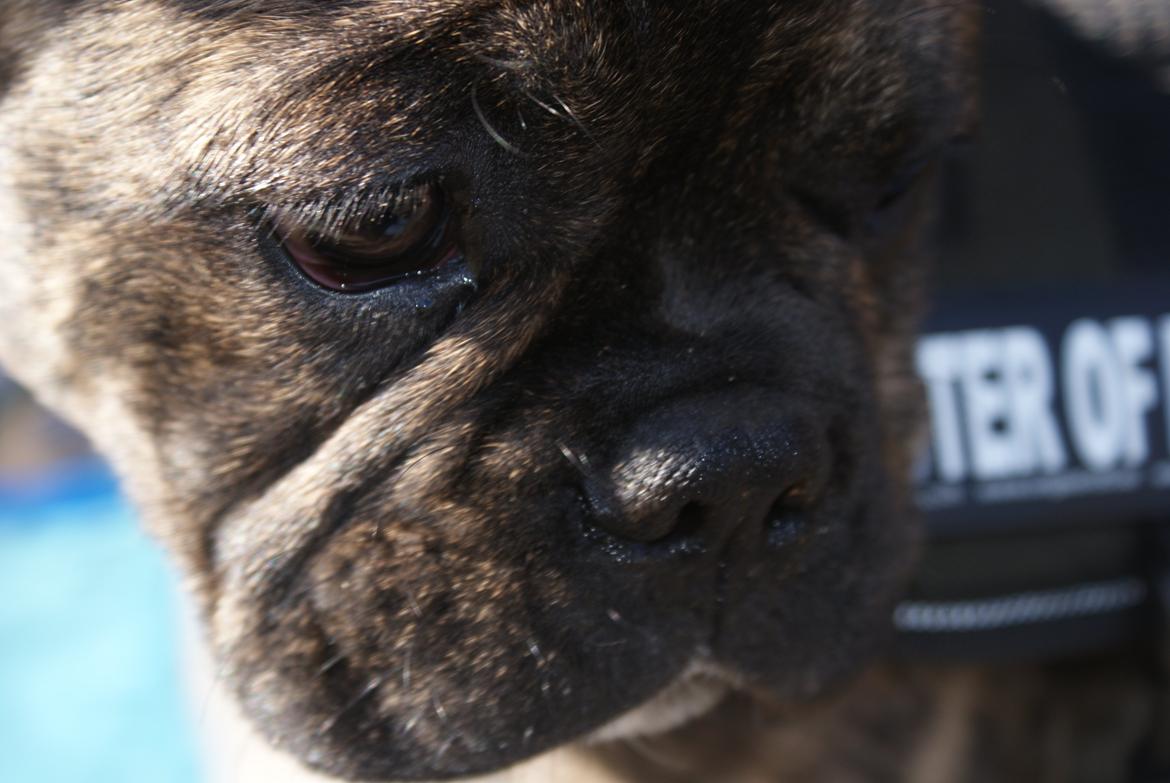 Fransk bulldog Felix - Himmelhund. billede 10