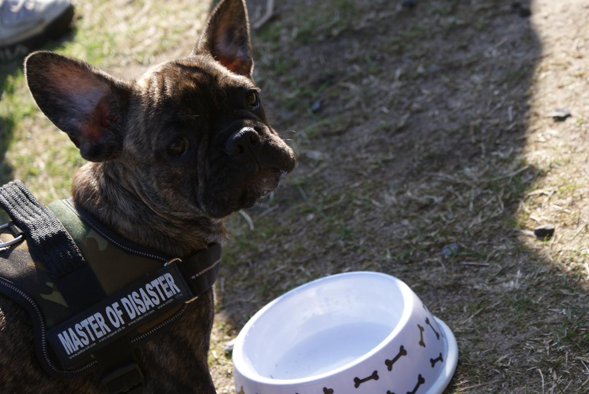 Fransk bulldog Felix - Himmelhund. billede 11