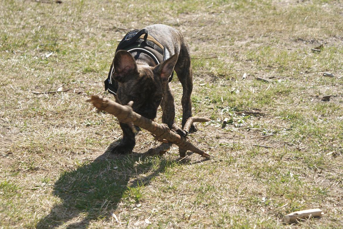 Fransk bulldog Felix - Himmelhund. billede 12