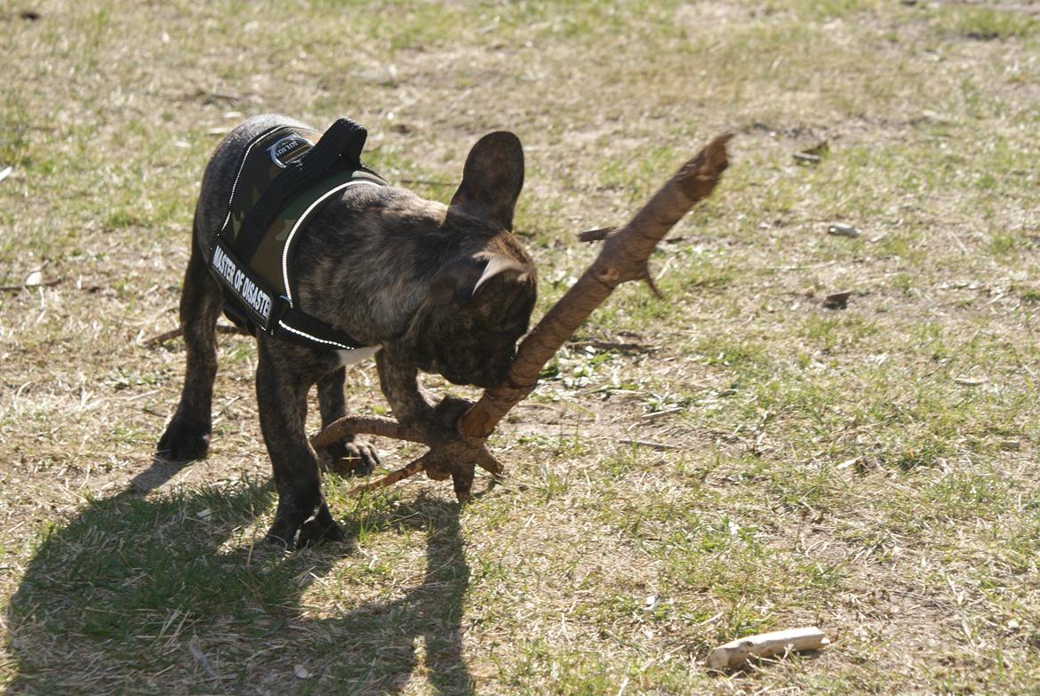 Fransk bulldog Felix - Himmelhund. billede 13