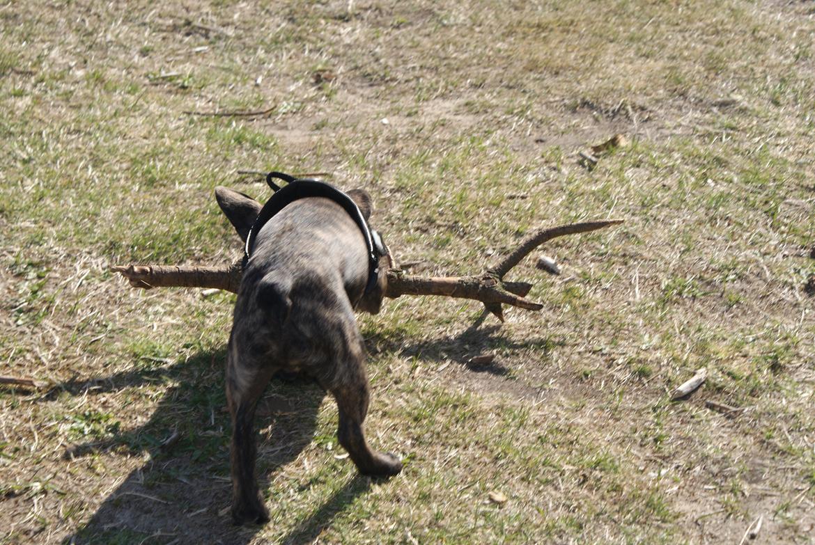 Fransk bulldog Felix - Himmelhund. billede 14