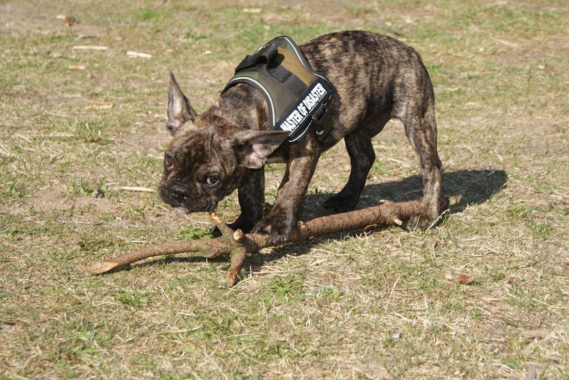 Fransk bulldog Felix - Himmelhund. billede 15