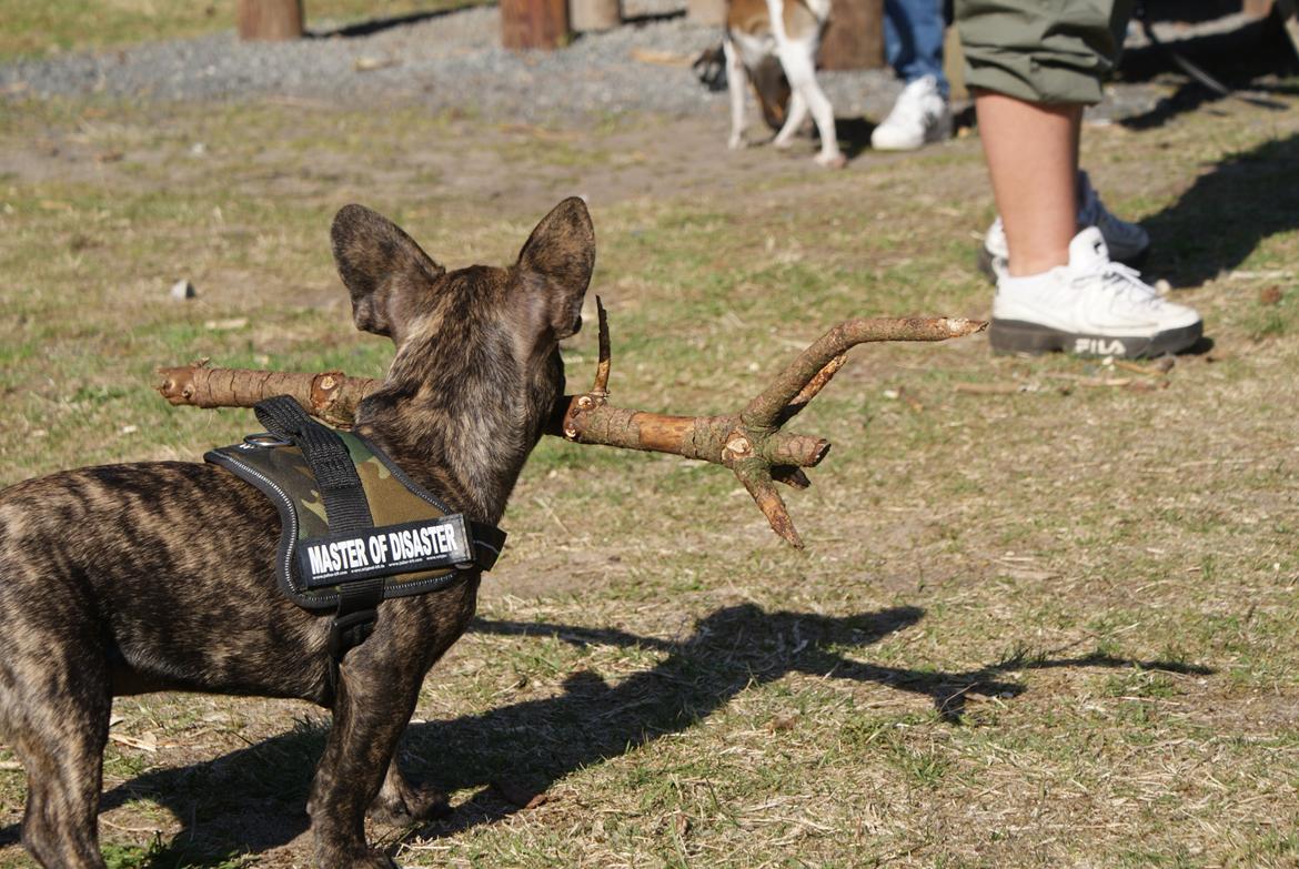 Fransk bulldog Felix - Himmelhund. billede 16
