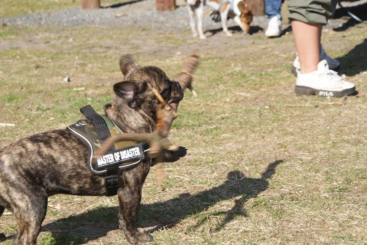 Fransk bulldog Felix - Himmelhund. billede 17