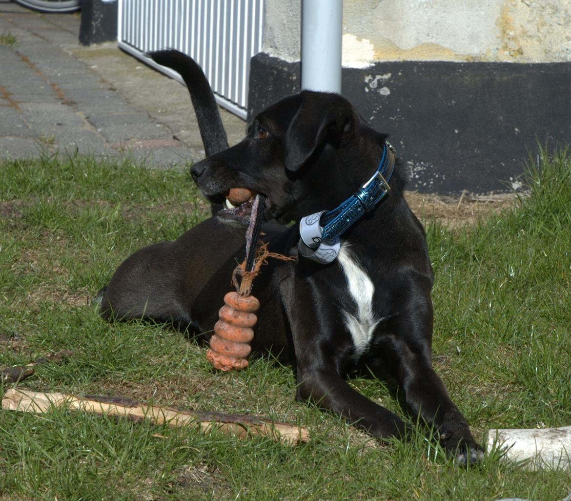 Blanding af racer Lucas - Lege?! billede 18