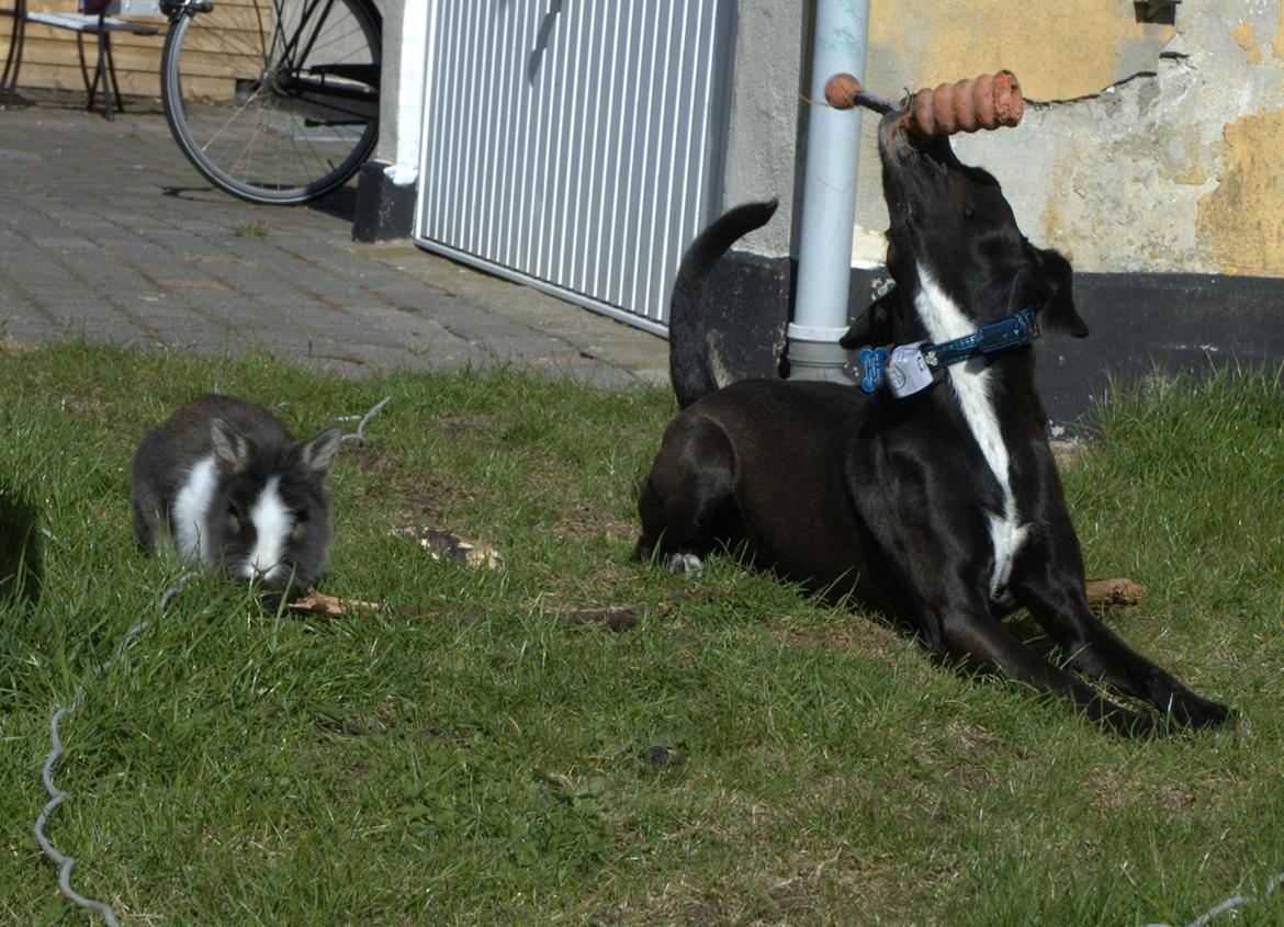 Blanding af racer Lucas - Kan du måske gør sån her Pjerrot?! :D billede 19