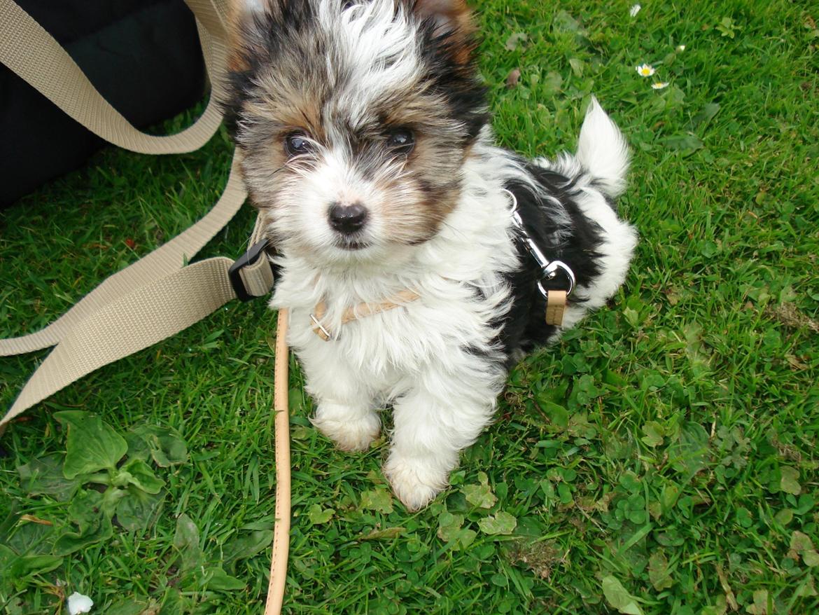 Biewer yorkshire terrier Billie billede 1