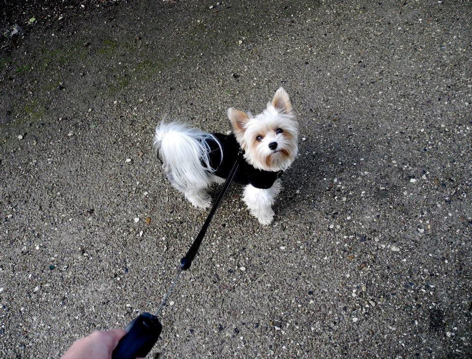 Biewer yorkshire terrier Billie billede 2