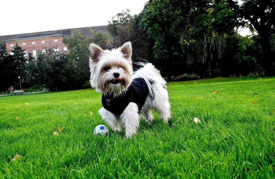 Biewer yorkshire terrier Billie billede 3