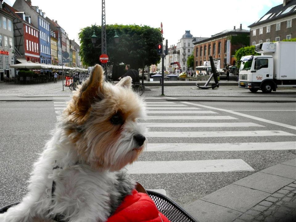 Biewer yorkshire terrier Billie billede 4