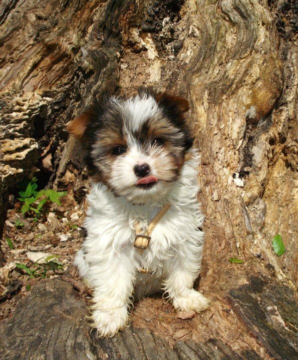 Biewer yorkshire terrier Billie billede 5