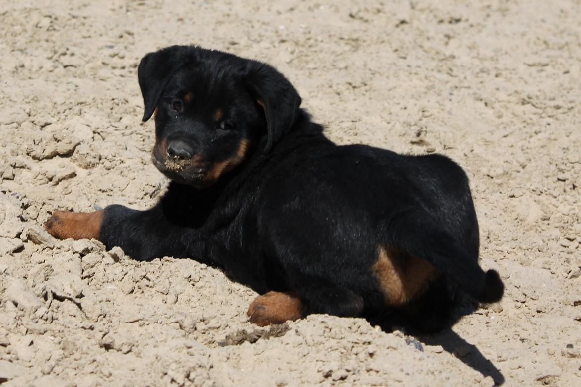 Rottweiler Kira/ R.I.P - 10 uger gl billede 30