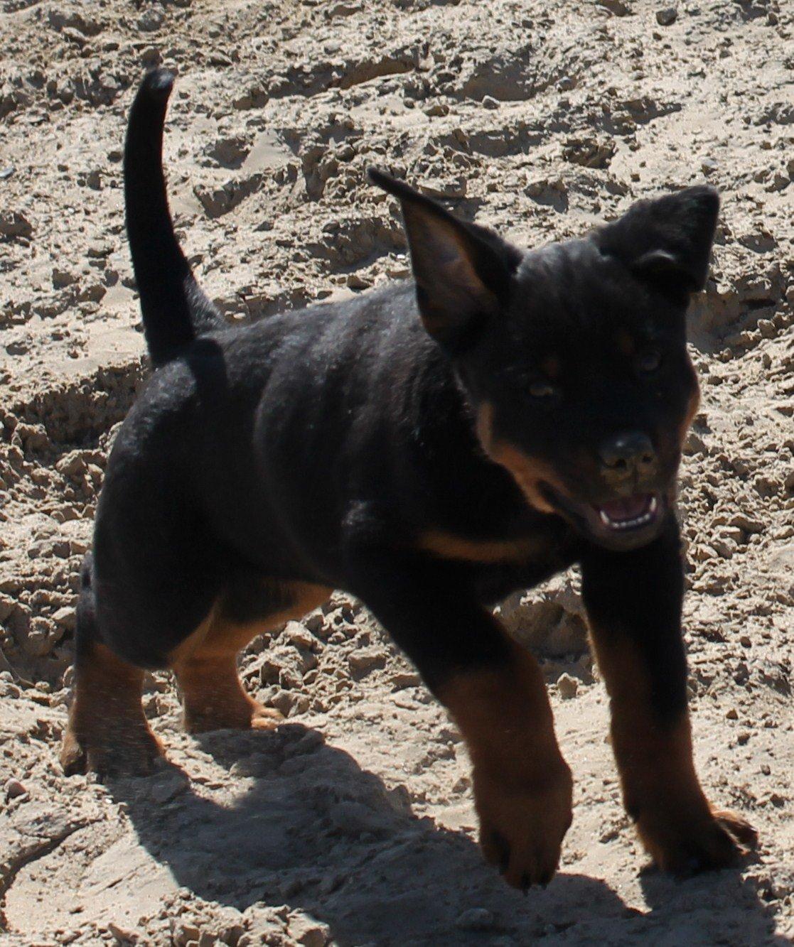 Rottweiler Kira/ R.I.P - grr jeg er farlig billede 20