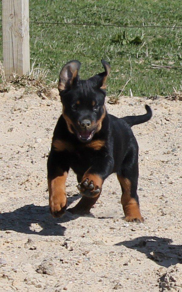 Rottweiler Kira/ R.I.P billede 8