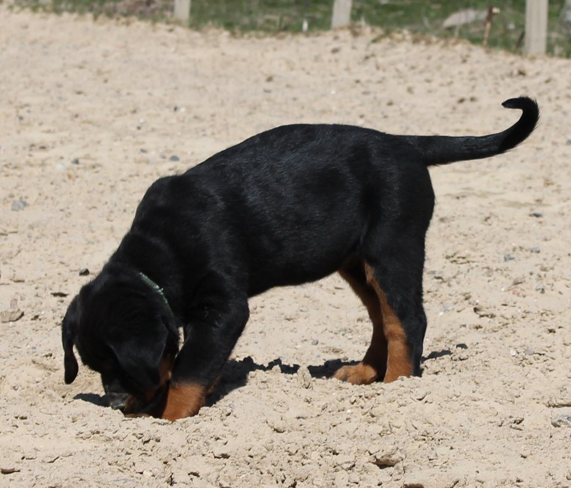 Rottweiler Kira/ R.I.P - hvor er kineserne billede 31