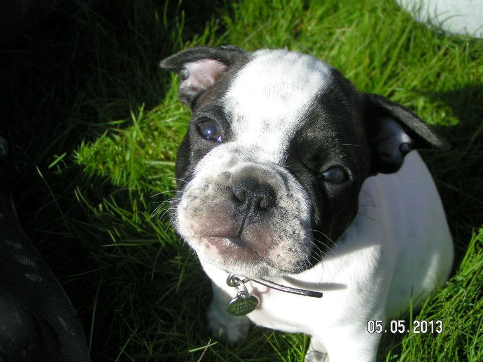 Fransk bulldog Hannibal - • 8 uger gammel - uge 18, 2013  billede 4