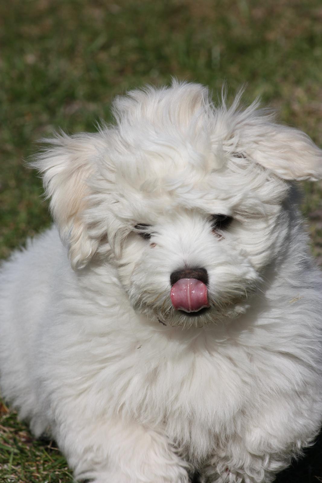 Bichon havanais Charlie billede 11