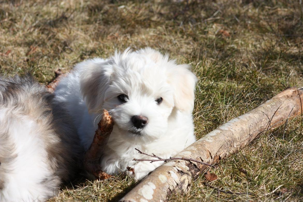 Bichon havanais Charlie billede 12