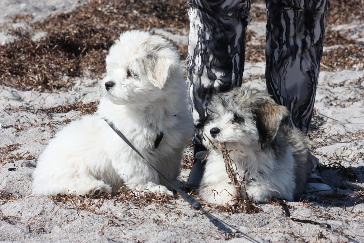 Bichon havanais Charlie billede 13