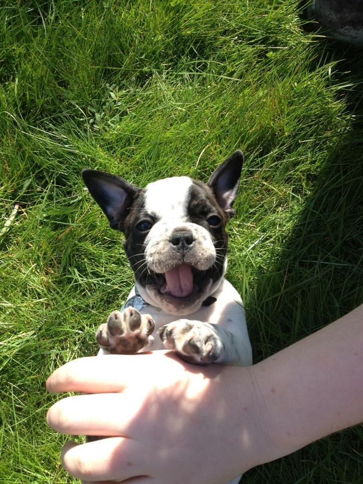 Fransk bulldog Hannibal - • 8 uger gammel - uge 17, 2013 Hannibal smiler til fotografen.  billede 21