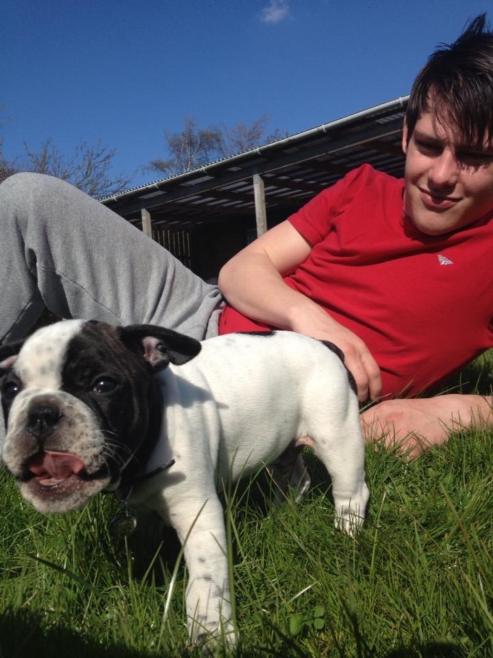 Fransk bulldog Hannibal - • 8 uger gammel - uge 17, 2013 Hannibal sammen med "far". billede 7