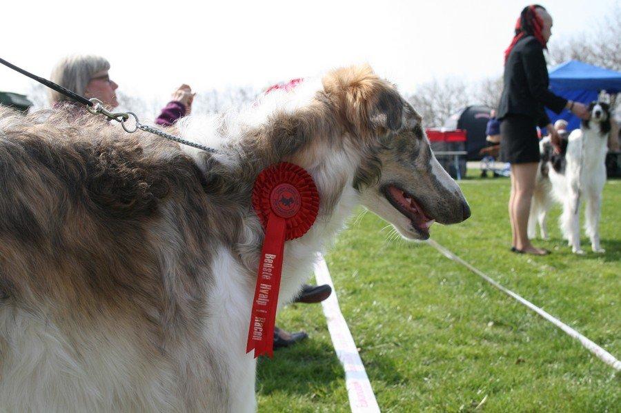 Borzoi Rotteberg aka Rotte - Rotte til sin (og min) aller første udstilling, Roskilde 4/5 2013 (8 måneder) billede 13