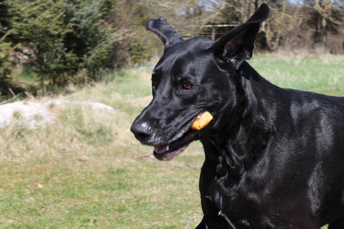 Blanding af racer  Aslan RIP billede 14