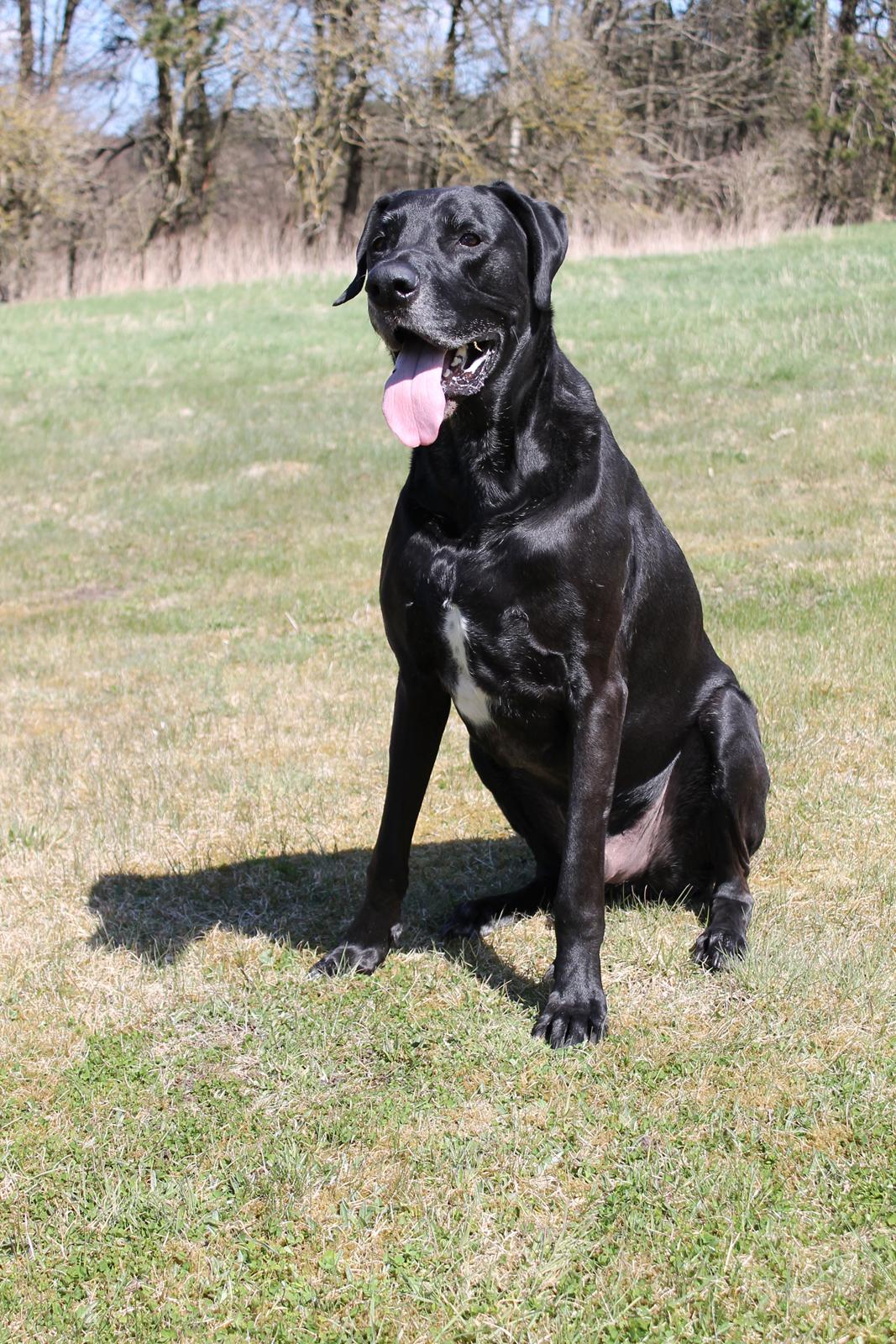 Blanding af racer  Aslan RIP billede 15