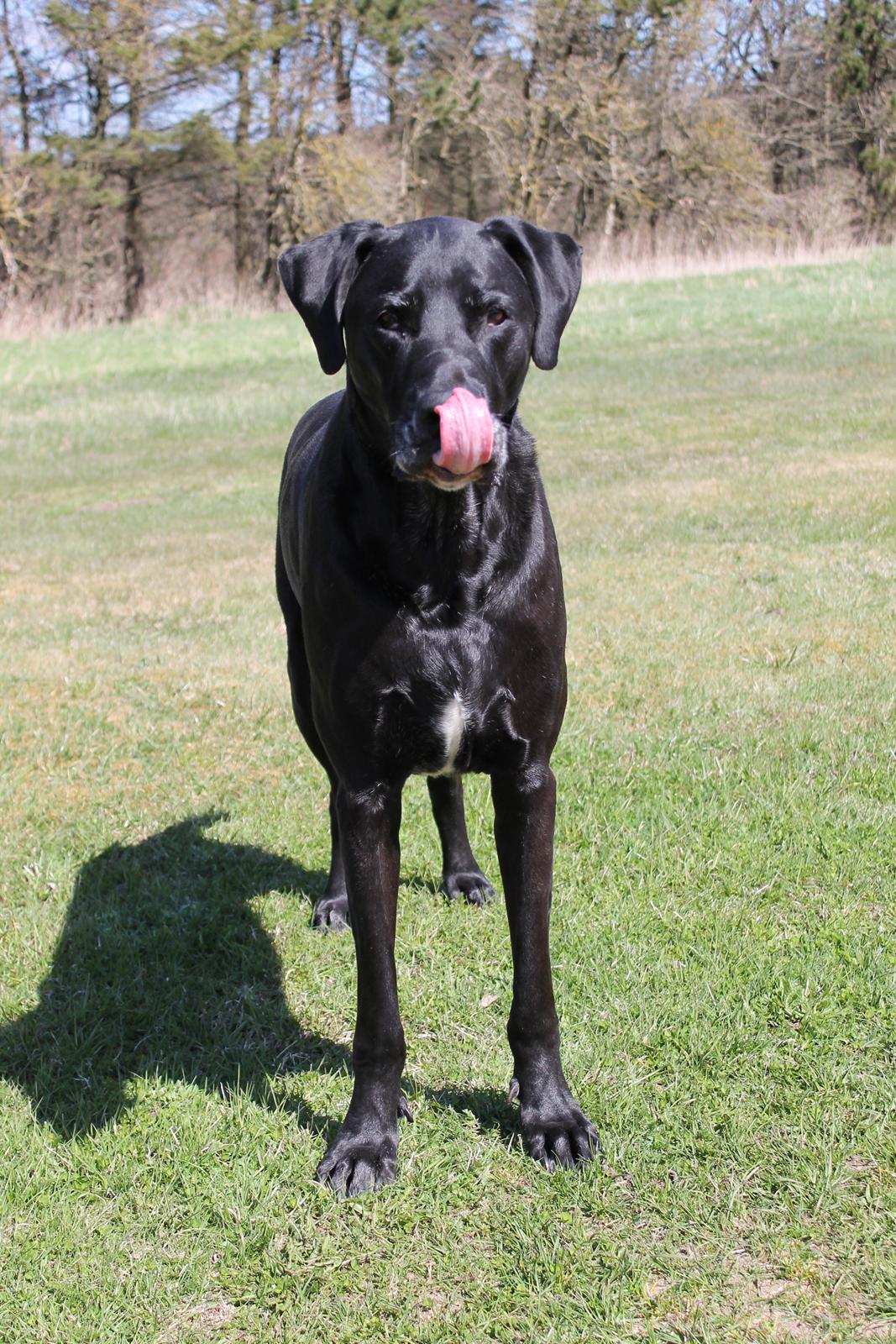 Blanding af racer  Aslan RIP billede 16