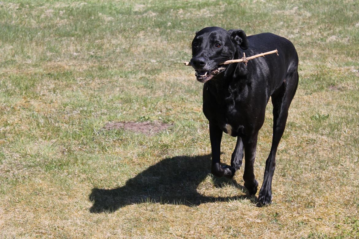 Blanding af racer  Aslan RIP billede 17