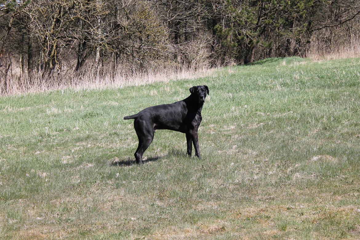 Blanding af racer  Aslan RIP billede 18