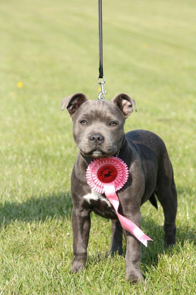 Staffordshire bull terrier Blue Bermuda Beauty Aka Diva billede 1