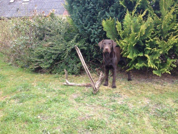 Blanding af racer Eddie billede 19