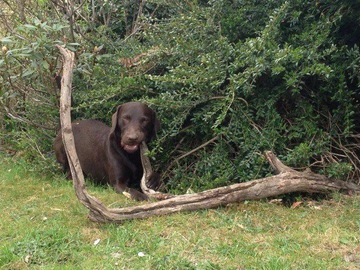 Blanding af racer Eddie billede 20