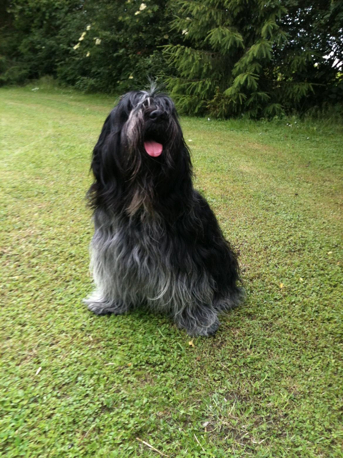 Schapendoes Charlie billede 10