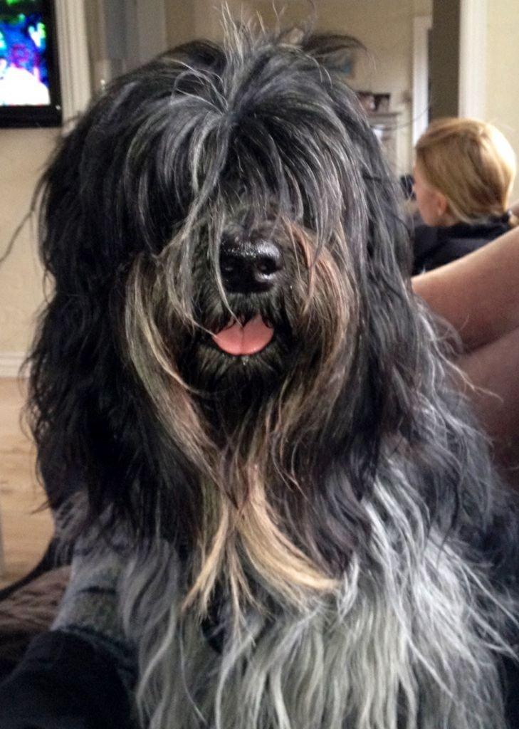 Schapendoes Charlie - Charlie som hygger sig! billede 12