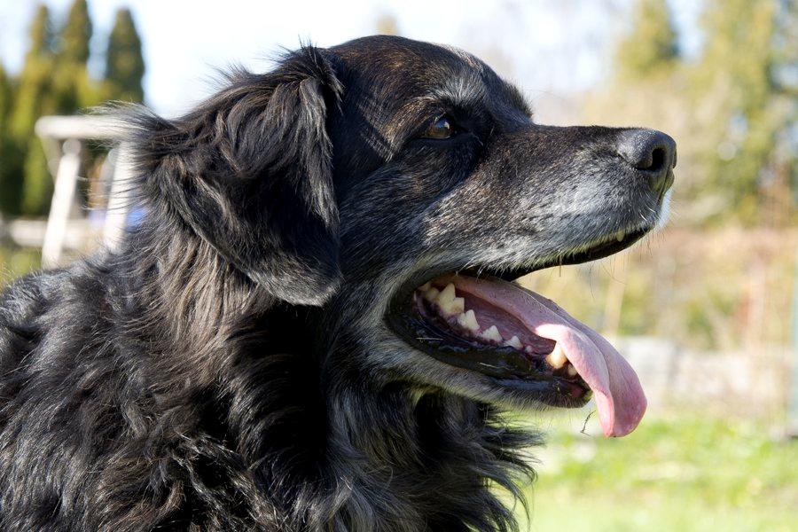 Blanding af racer Balto - Balto 3.maj - 2013 
Foto: Sarah Olsen  billede 18