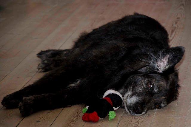 Blanding af racer Balto - Balto, april 2013 
Foto: Sarah Olsen billede 19