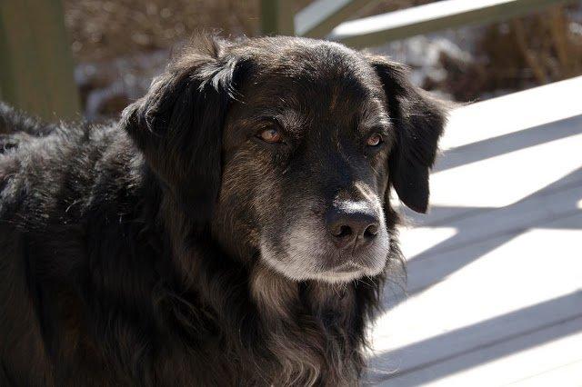 Blanding af racer Balto - Balto, april 2013
Foto: Sarah Olsen billede 20