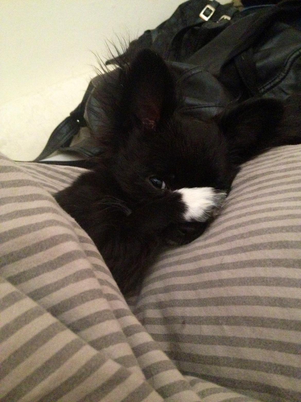 Chihuahua Snookie billede 16